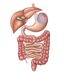 Ilustração que mostra como fica o sistema digestivo durante utilização do balão intragástrico